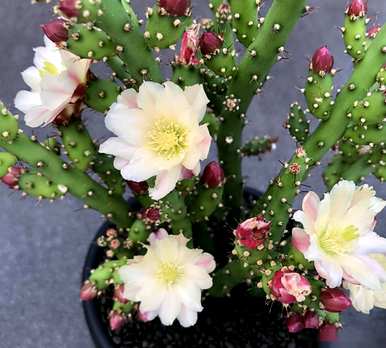 仙人掌开花了吗？仙人掌开花了吗？