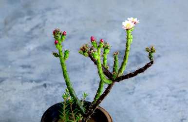 仙人掌开花了吗？仙人掌开花了吗？
