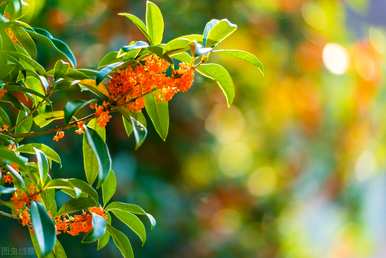 如何饲养桂花盆景，饲养桂花盆景庭院视频