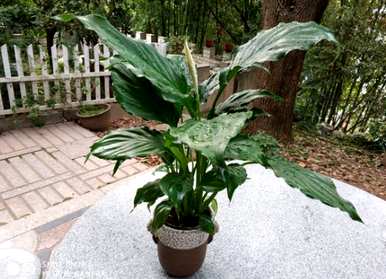 白掌红掌养殖方法，白掌如何养殖？