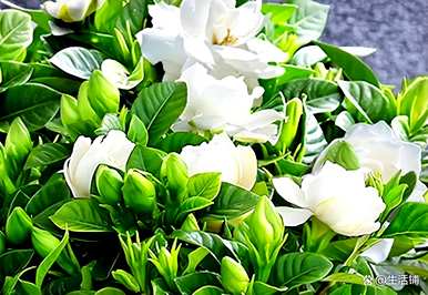 栀子花适合北方种植吗？栀子花什么时候种得最好？