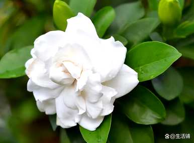 栀子花适合北方种植吗？栀子花什么时候种得最好？