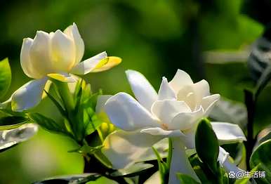 栀子花适合北方种植吗？栀子花什么时候种得最好？