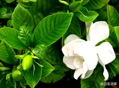栀子花适合北方种植吗？栀子花什么时候种得最好？