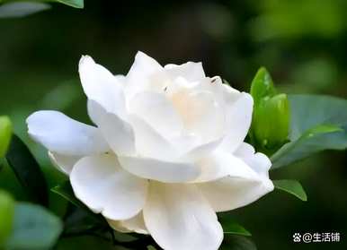 栀子花适合北方种植吗？栀子花什么时候种得最好？