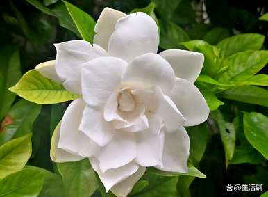 栀子花适合北方种植吗？栀子花什么时候种得最好？