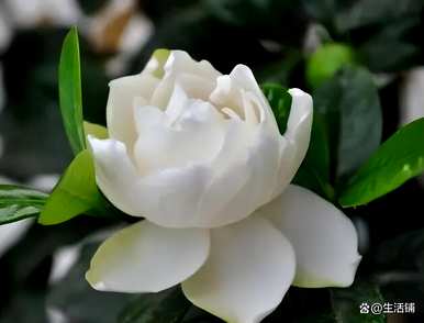 栀子花适合北方种植吗？栀子花什么时候种得最好？
