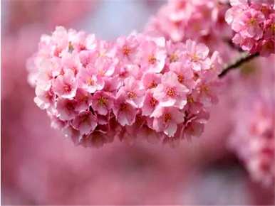 关于樱花的花语和寓意是什么，樱花的花语和象征是什么？