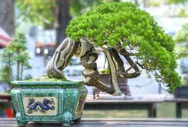冬天松柏盆景有什么变化？冬天如何维护松柏盆景？