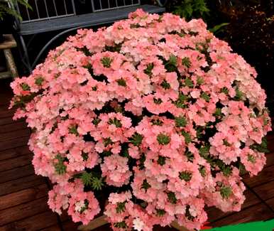 康乃馨的草花品种和草花品种有哪些？