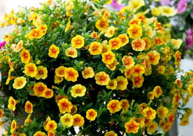 康乃馨的草花品种和草花品种有哪些？
