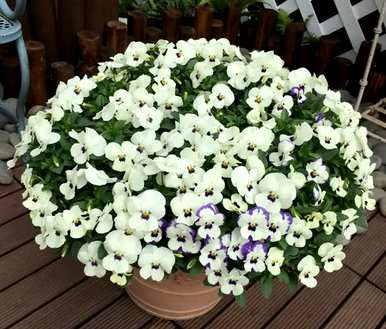康乃馨的草花品种和草花品种有哪些？