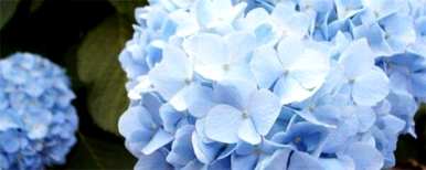 绣球花种子发芽，绣球花种子怎么种？