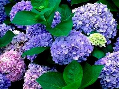 绣球花种子发芽，绣球花种子怎么种？
