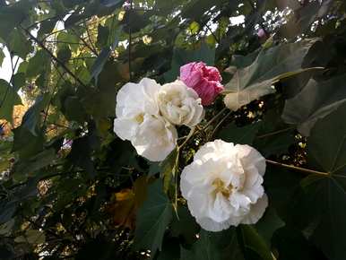 藏红花十月种植几月开花，十月开花的常见花是什么？