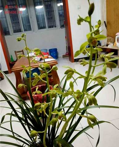 兰花叶变黄的原因是什么？小桃红兰花叶变黄变干