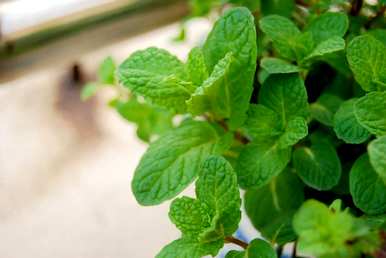 视频播放薄荷种植方法，薄荷种植方法及注意事项