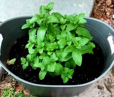 视频播放薄荷种植方法，薄荷种植方法及注意事项