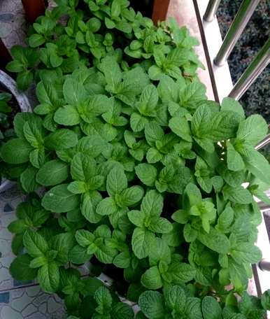 视频播放薄荷种植方法，薄荷种植方法及注意事项
