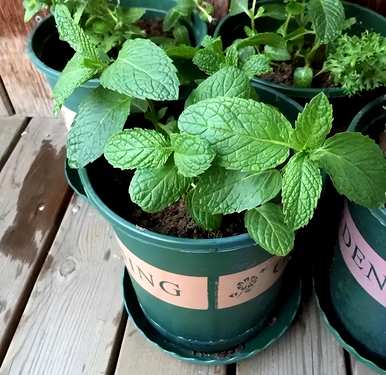 视频播放薄荷种植方法，薄荷种植方法及注意事项