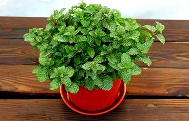 视频播放薄荷种植方法，薄荷种植方法及注意事项