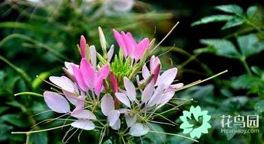 十一月可以播种醉蝶花吗？醉蝶花什么时候播种比较好？