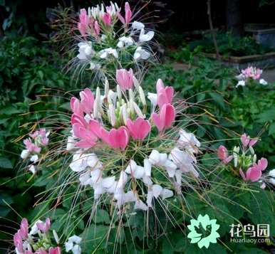 十一月可以播种醉蝶花吗？醉蝶花什么时候播种比较好？