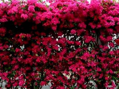 三角梅不开花怎么办？三角梅什么时候开花？