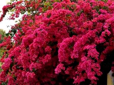 三角梅不开花怎么办？三角梅什么时候开花？