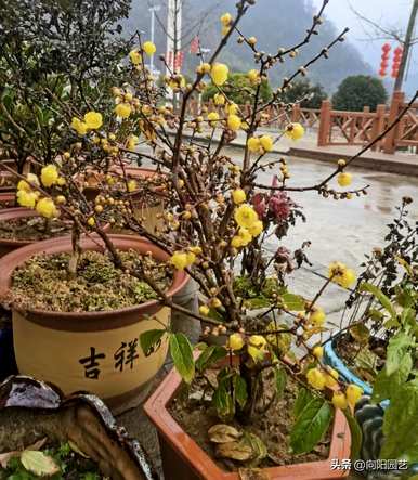 素心腊梅总是不开花，素心腊梅什么时候开花？