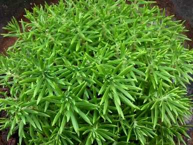 垂盆草种植市场前景，如何种植垂盆草？