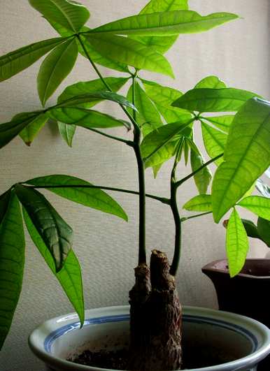 发财树干发霉腐烂用草木灰，发财树干腐烂救生怎么办？