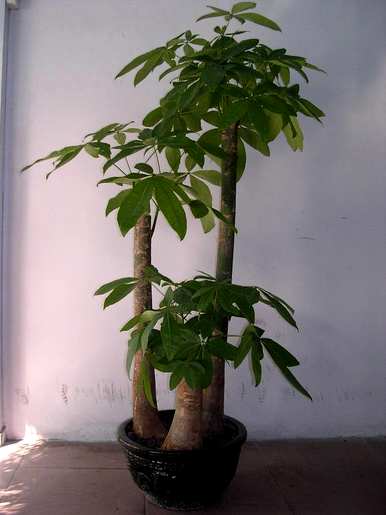 发财树干发霉腐烂用草木灰，发财树干腐烂救生怎么办？