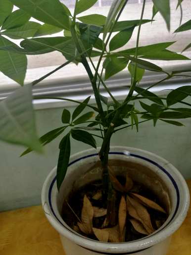 发财树干发霉腐烂用草木灰，发财树干腐烂救生怎么办？