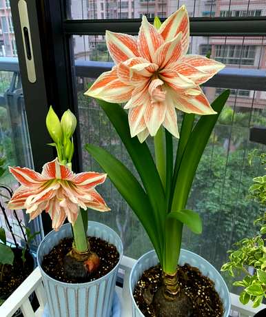 朱顶红开花香，朱顶红开花几个月。