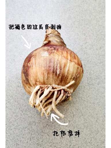 朱顶红开花香，朱顶红开花几个月。