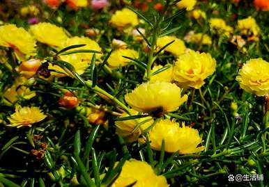 向日葵种植时间和方法视频、向日葵种植时间和方法