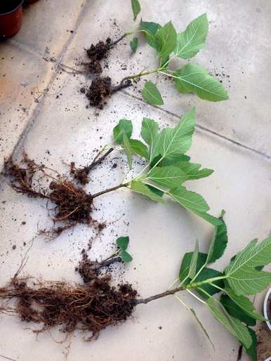 如何种植无花果，如何种植无花果扦插