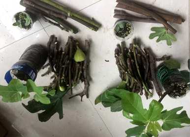如何种植无花果，如何种植无花果扦插