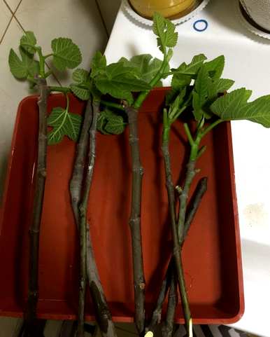 如何种植无花果，如何种植无花果扦插