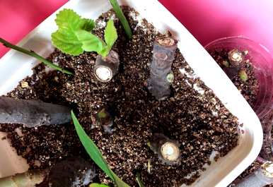 如何种植无花果，如何种植无花果扦插