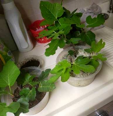 如何种植无花果，如何种植无花果扦插