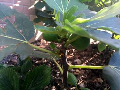 如何种植无花果，如何种植无花果扦插