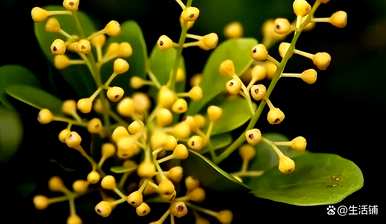猴脸兰花用什么土栽培？米兰花用什么土栽培最好？