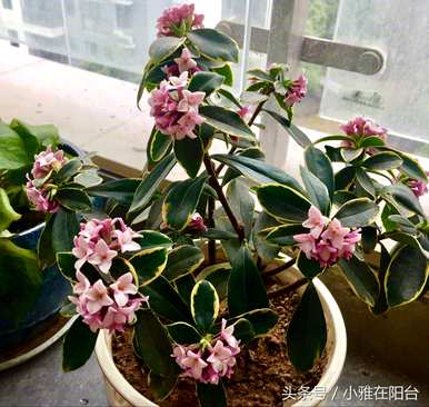 室内花卉养殖大全图，室内花卉养殖大全图