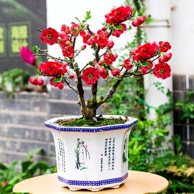 多年生花卉花期长，多年生宿根花卉地栽花期长