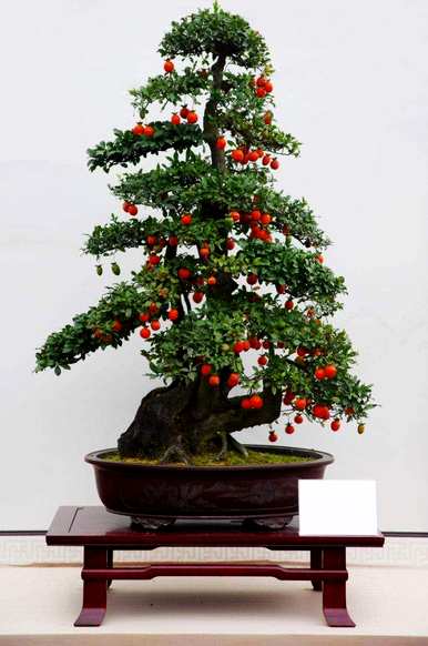 多年生花卉花期长，多年生宿根花卉地栽花期长