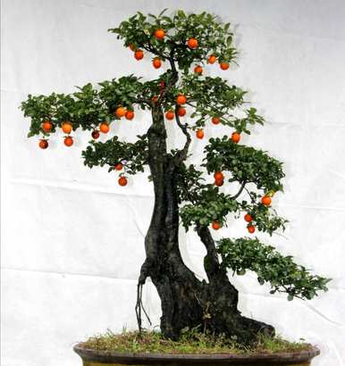 多年生花卉花期长，多年生宿根花卉地栽花期长