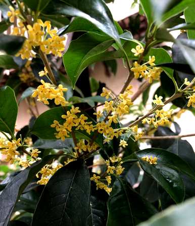 多年生花卉花期长，多年生宿根花卉地栽花期长