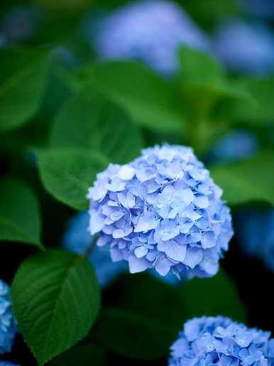 绣球花修剪时间和方法，绣球花修剪时间和方法图片